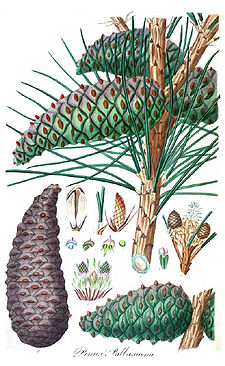 Pinus pallasiana1.jpg