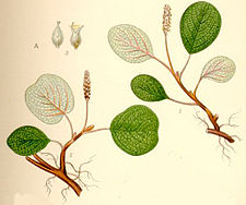 Salix reticulata nätvide.jpg