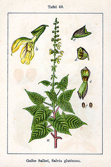 Salvia glutinosa Sturm49.jpg