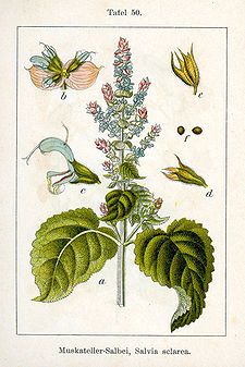 Salvia sclarea Sturm50.jpg