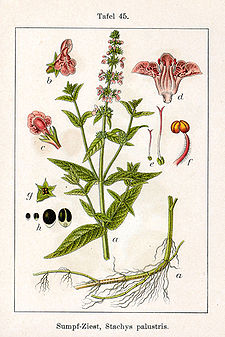 Stachys palustris Sturm45.jpg