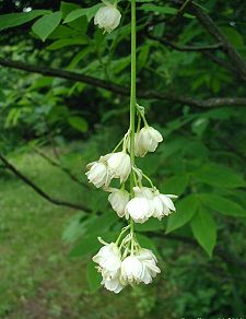 Staphylea-pinnata-flowers.JPG