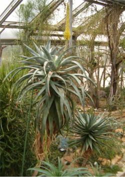 Aloe africana HabitusLeavesInflorescence BotGard1205A.jpg