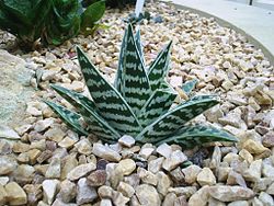 Aloe variegata0.jpg