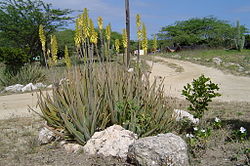Aloe vera in Aruba.jpg