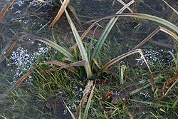 Carex-flacca-winter1.jpg
