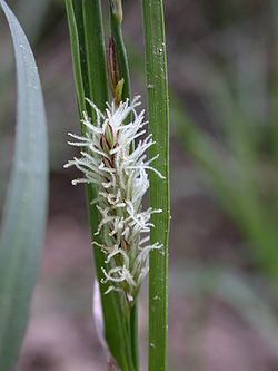 Carex flacca 2.jpg