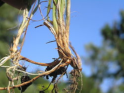 Carex michelii3.JPG