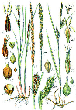 Carex spp Sturm64.jpg