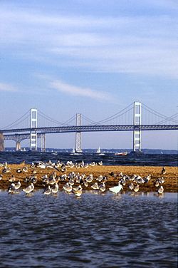 Мост через Чесапикский залив (англ. Chesapeake Bay Bridge)