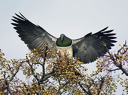 New Zealand Pigeon Southstar 01.jpg