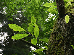 Quercus castaneifolia JPG1b.jpg
