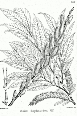 Salix daphnoides Bra62.png