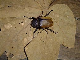 Elephant beetle.jpg