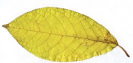 Prunus padus leaf fall colour.jpg