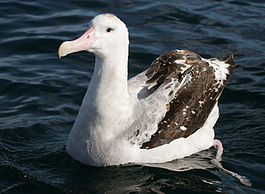 070226 wandering albatross off Kaikoura 3.jpg