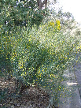 Acacia aphylla 01.jpg