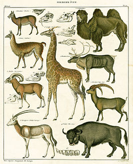 Lorenz Oken. Natural History Prints. 1833 г.