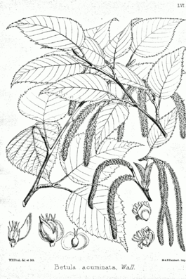 Betula alnoides Bra56.png