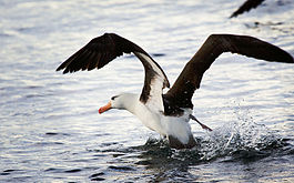 Black-browed Albatross, Beagle Channel.jpg