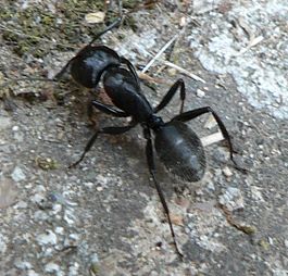 Camponotus vagus.jpg