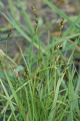 Carex.ovalis.2.jpg