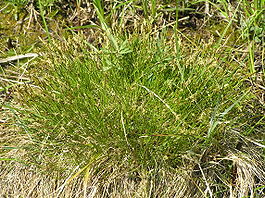 Carex davalliana.JPG