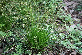 Carex digitata Sormisara IM8781 C.JPG