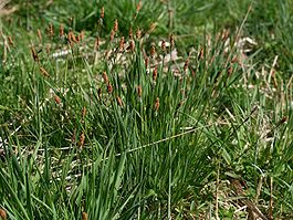 Carex elata habitus.jpeg