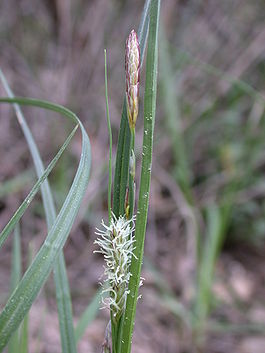 Carex flacca 1.jpg