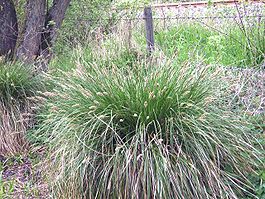 Carex paniculata horst.jpg