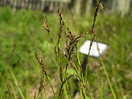 Carex pediformis2.JPG
