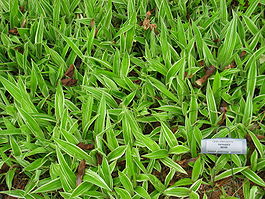 Carex siderosticta var. Variegata
