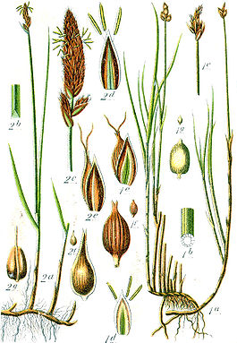Carex spp Sturm26.jpg