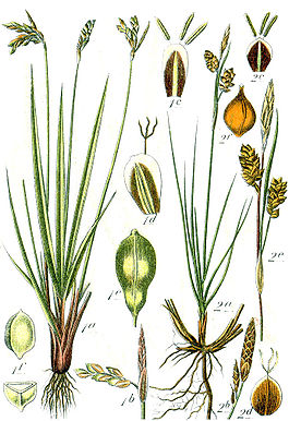 Carex spp Sturm44.jpg