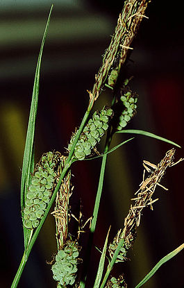 Carex tomentosa eF.jpg