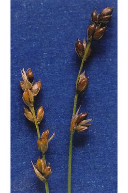 Carexdisperma.jpg