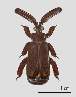 Cerapterus pilipennis (Male).jpg