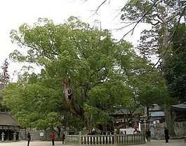Древнее камфорное деревовозрастом около 1000 лет, Япония