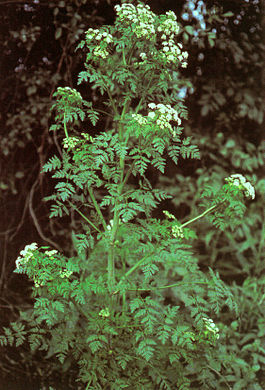 Болиголов пятнистый. Типовой вид рода. Общий вид цветущего растения