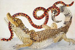 Крокодиловый кайман и Коралловая сверташка (Мария Сибилла Мериан)