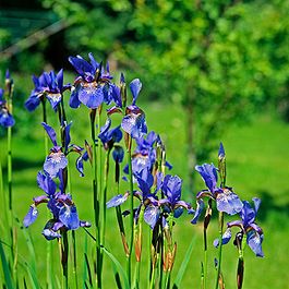 Iris sibirica, Tanel Teemusk.jpg
