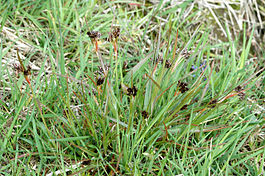 Luzula campestris. Типовой вид рода. Общий вид растений