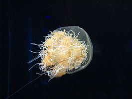 Nemopilema nomurai на стадии медузы