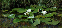 Nymphaea alba group.png