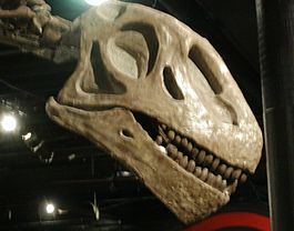 Omeisaurus tianfuensis