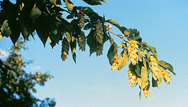 Листья и плоды