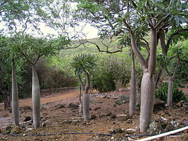 Pachypodium lamerei var. ramosum - Koko Crater Botanical Garden - IMG 2273.JPG
