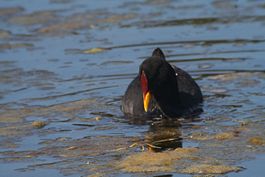 Red-fronted Coot.jpg