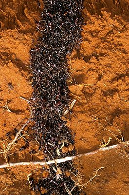 Safari ants tunnel.jpg